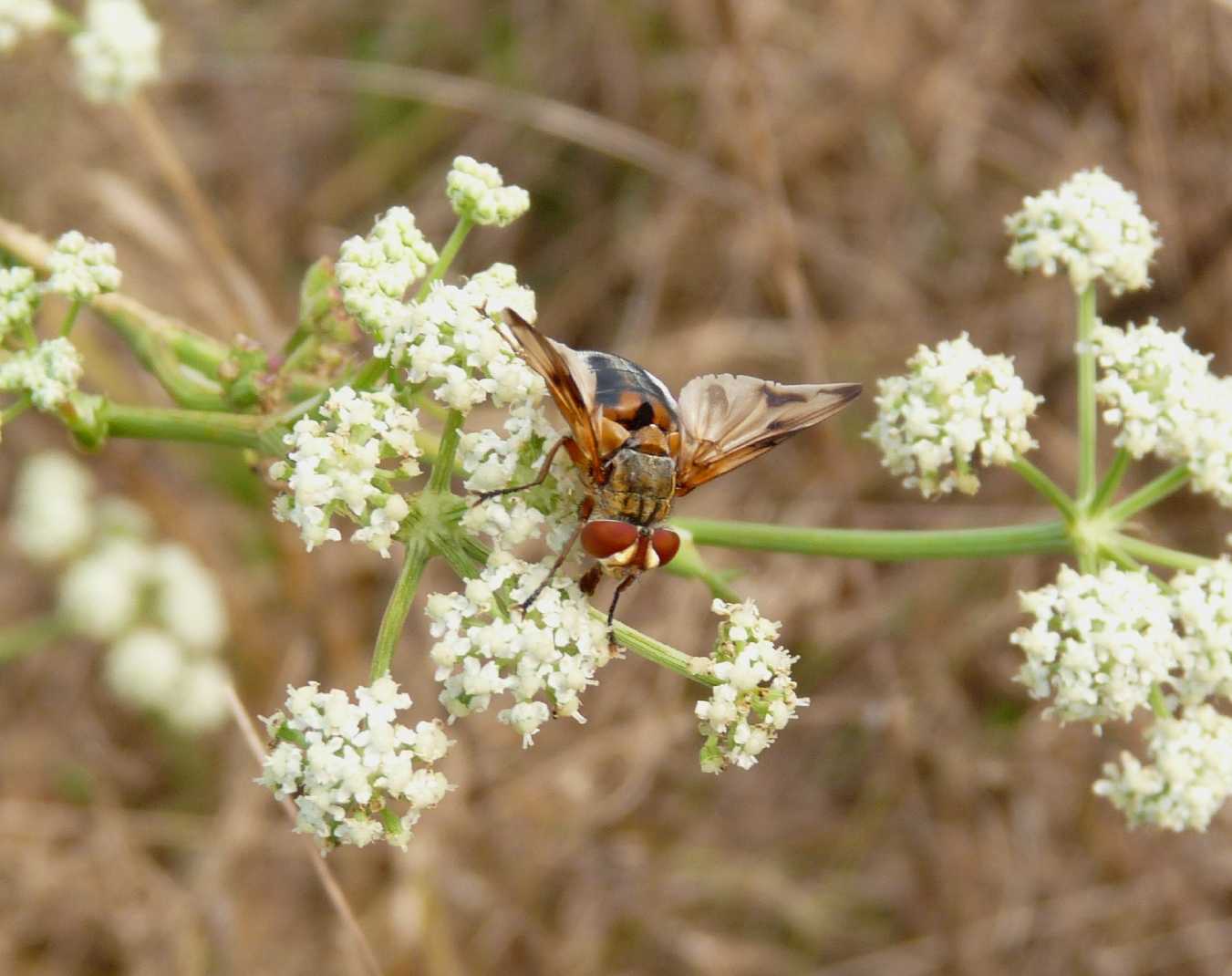 Ectophasia danzante